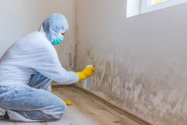 Licensed Attic Mold Removal service in New Jersey, NJ - WQB Mold Removal