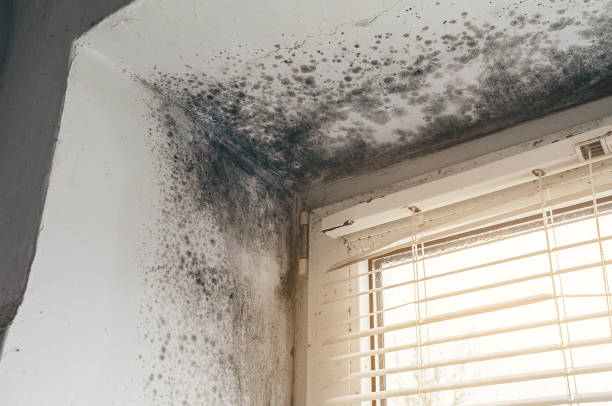 Affordable Attic Mold Removal solutions in New Jersey, NJ