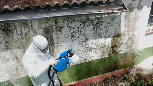 Top rated local Attic Mold Removal specialists in New Jersey, NJ